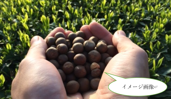 1月27日開催‼　秦野産”お茶の実”で染物をしてみよう！